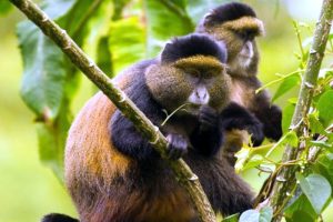 6 Days chimpanzee and Gorilla Trekking Rwanda-Kigali