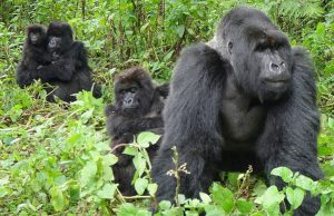 7 Days Gorilla Trek-Bwindi and Volcanoe National parks