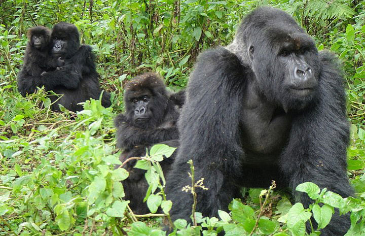 10 days ultimate Safari, Game Drives, Boat Cruise, Chimpanzees and Gorilla Trekking