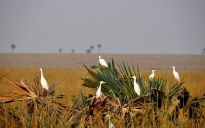 Birding Queen Elizabeth National Park-Uganda
