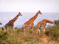 5 days Safari in Queen Elizabeth National Park