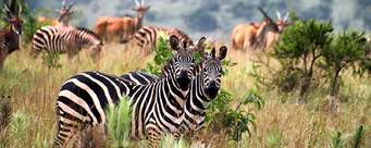 Lake Mburo National Park Uganda