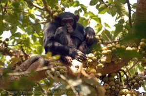 7 Days Double Gorilla Trek Safari-Uganda And Rwanda