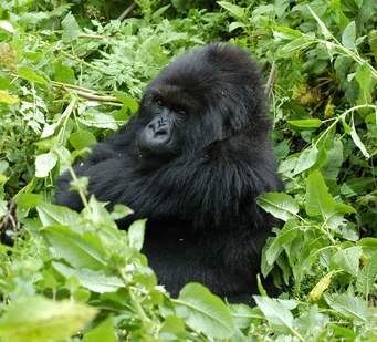 5 days Rwanda Congo Gorilla Tour