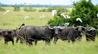 10 days ultimate Safari, Game Drives, Boat Cruise, Chimpanzees and Gorilla Trekking