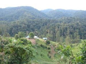 Gorilla Trekking Sectors Bwindi Impenetrable Forest National Park