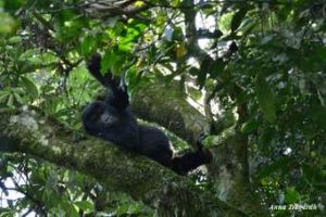  Gorilla and Chimpanzees Tracking-Kibale Forest