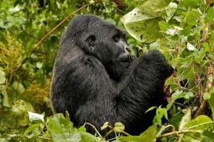 Virunga National Park Re-opening
