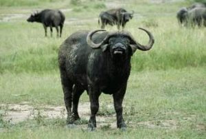 Virunga National Park Re-opening