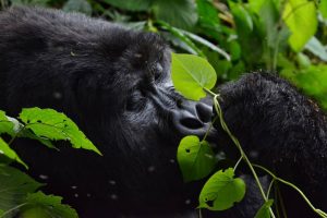 Book your Rwanda 3 Day Express Safari with Africa treasures
