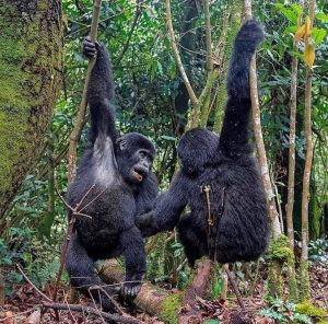 Gorilla Trekking Permits-Uganda
