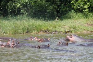 Launch Cruise Trips Murchison falls National Park-Uganda