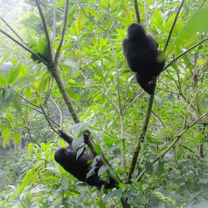 6 Days chimpanzee and Gorilla Trekking Rwanda-Kigali