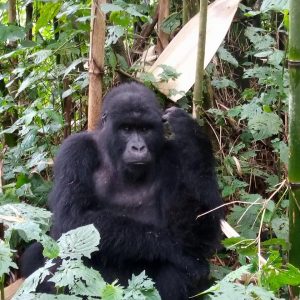 Gorilla Trekking Rushaga sector-Bwindi