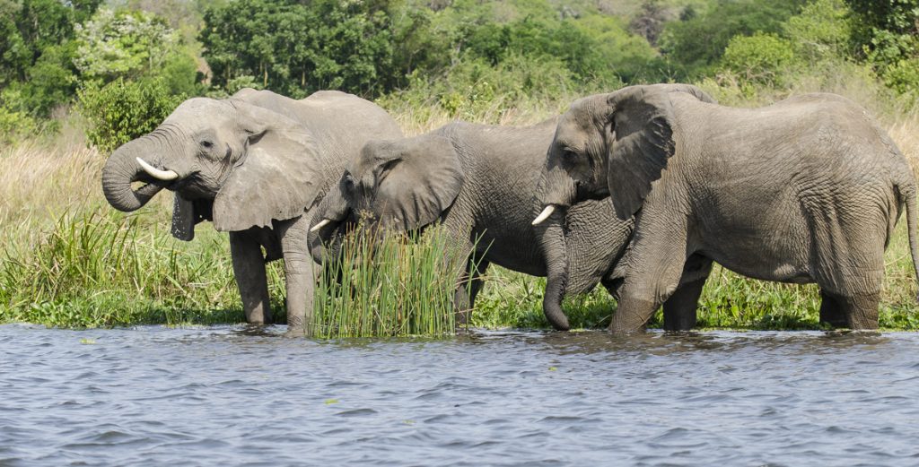 10 days ultimate Safari, Game Drives, Boat Cruise, Chimpanzees and Gorilla Trekking