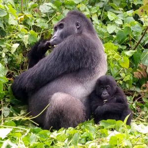 1 Day Gorilla Trekking Tour Mgahinga Gorilla National park Uganda