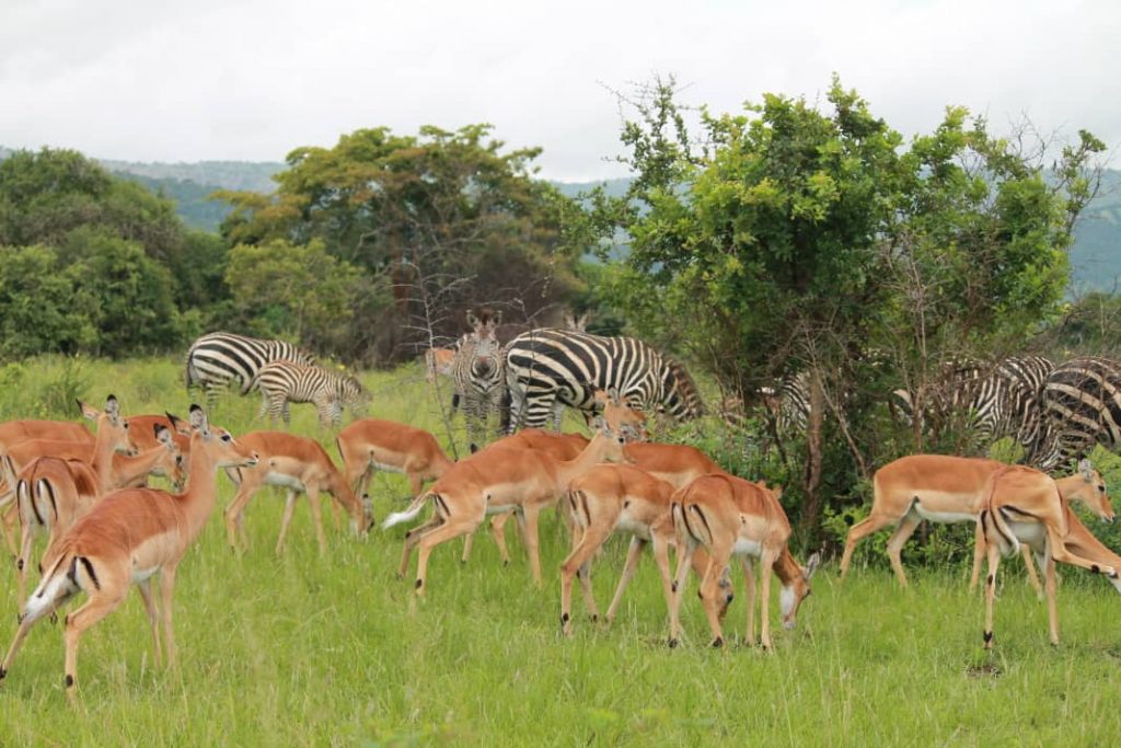 8 Days Uganda Explorer Safari- Bwindi,Queen Elizabeth & L. Mburo
