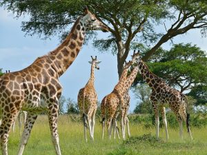 7 Days Gorilla Trek-Bwindi and Volcanoe National parks