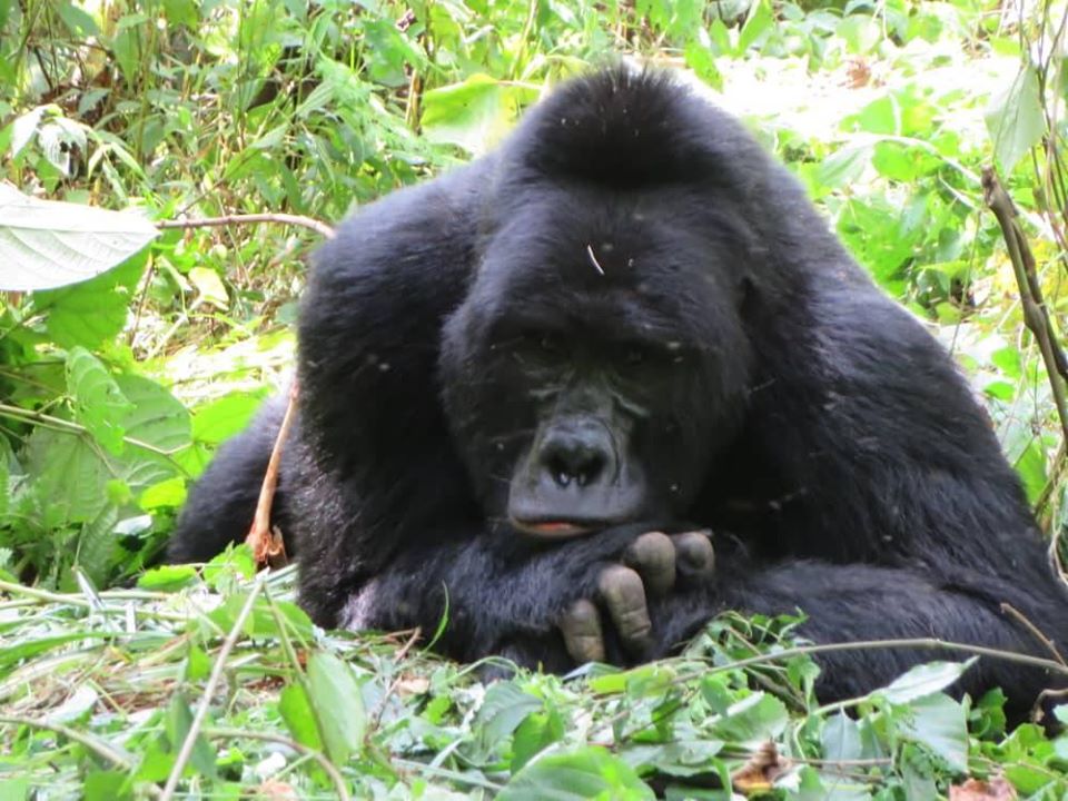 2 Days Gorilla Trekking Bwindi National Park-Uganda