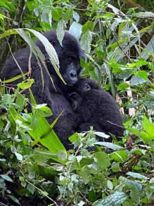Best Time to Trek Mountain Gorillas Bwindi and Mgahinga 