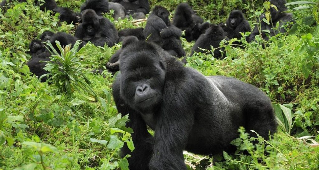 2 Days Gorilla trekking-Volcanoe National Park-Rwanda