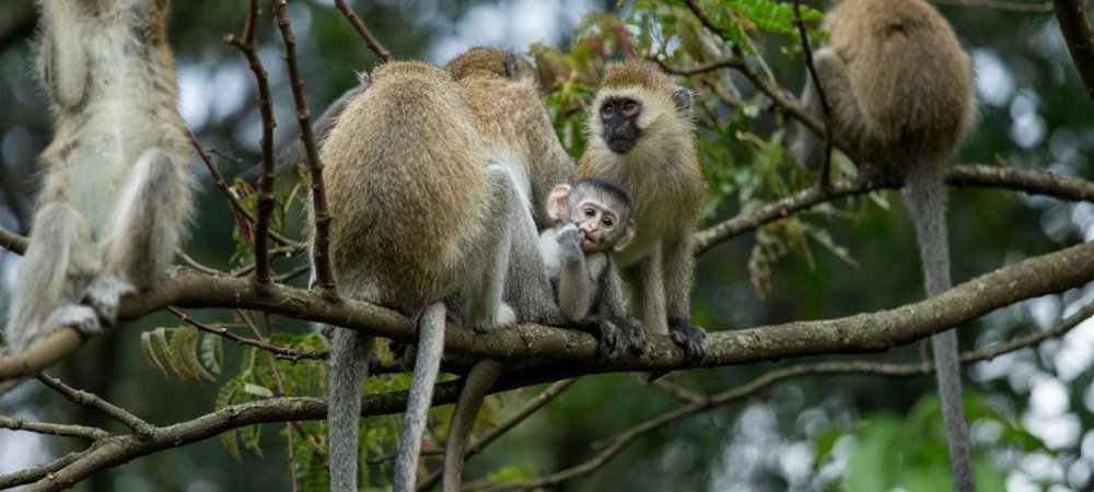 4 Days Gorilla & Golden Monkey trekking Safari-volcanoes National park-Rwanda