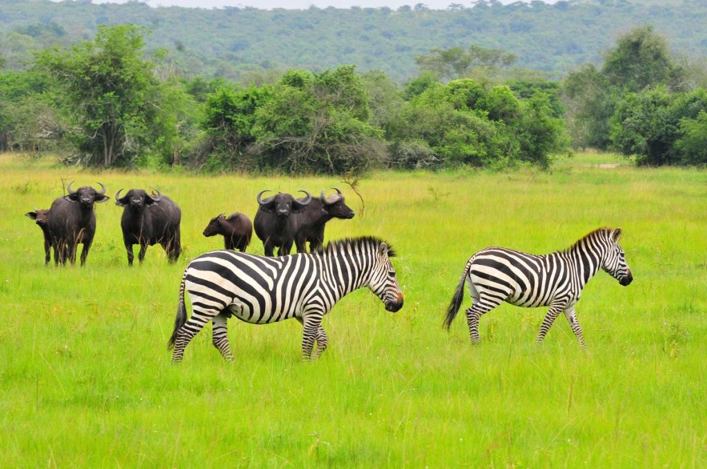 Game Drive in Murchison falls National Park- Uganda