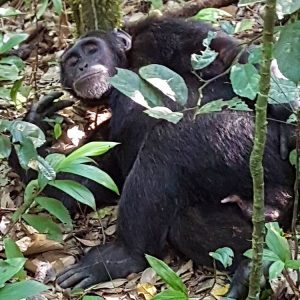 8 Days Uganda Explorer Safari- Bwindi,Queen Elizabeth & L. Mburo