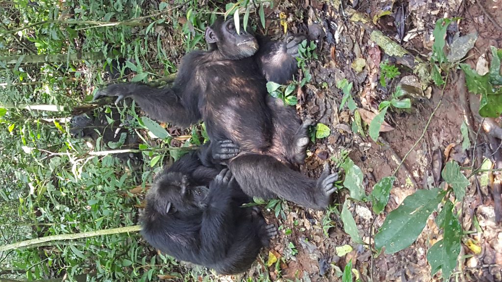2 Days Chimpanzee Trekking Safari-Kibale National park
